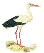 broderna von wrights, vit stork